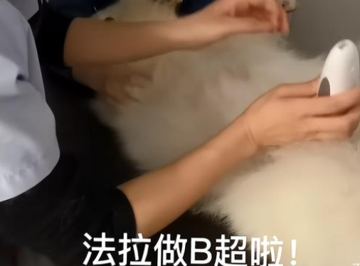 宠物博主刘布宝翻车，恼羞成怒怼网友脏话频出，本人还是老师？