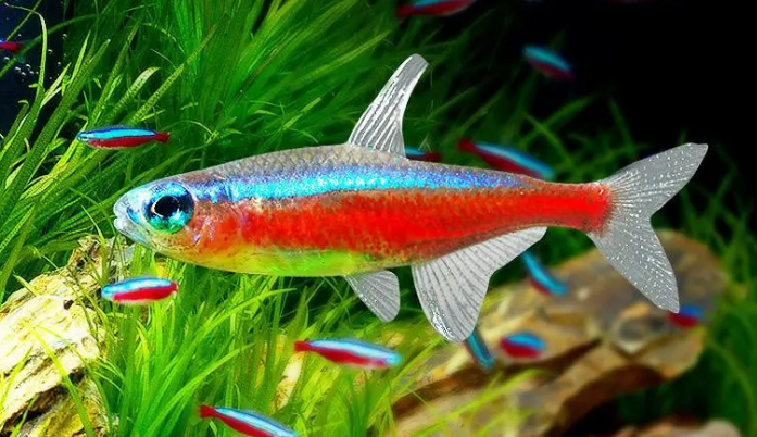 宝莲灯鱼能长多大?可以吃什么?