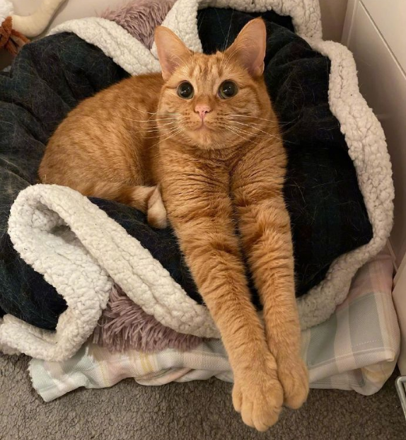 橘猫:我脖子以下全是腿!快来get腿超长的橘猫吧 橘猫:我脖子以下全是腿!快来get腿超长的橘猫吧
