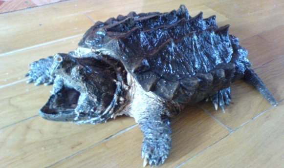 如何家养鳄鱼龟?不妨看看这篇文章 如何家养鳄鱼龟?不妨看看这篇文章
