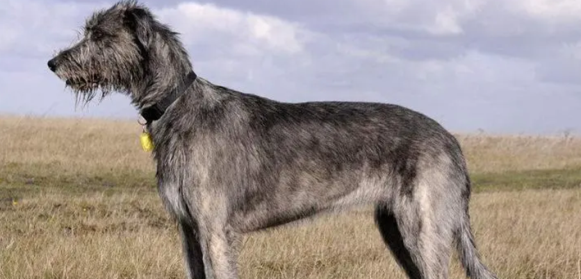 不清楚爱尔兰猎狼犬坏习惯怎么纠正?来这瞧一瞧! 不清楚爱尔兰猎狼犬坏习惯怎么纠正?来这瞧一瞧!