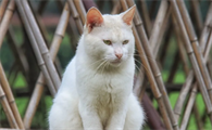 猫咪尾巴竖起来颤动还叫是怎么了