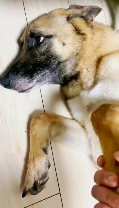 金毛偷吃泡芙肿成猪头，怕事情败露偷偷躲起来装睡…主人被吓哭：别死啊