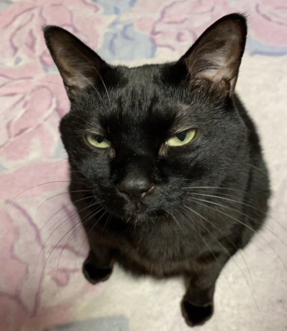 给猫拍了一组照片,猫看后瞪着眼骂了三天... 给猫拍了一组照片,猫看后瞪着眼骂了三天...