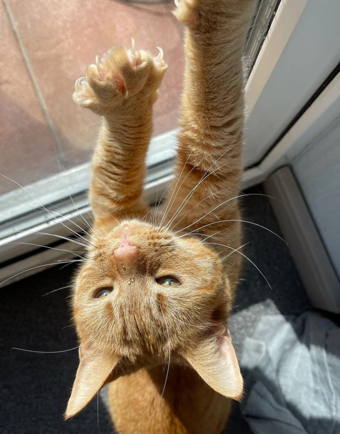 橘猫:我脖子以下全是腿!快来get腿超长的橘猫吧 橘猫:我脖子以下全是腿!快来get腿超长的橘猫吧