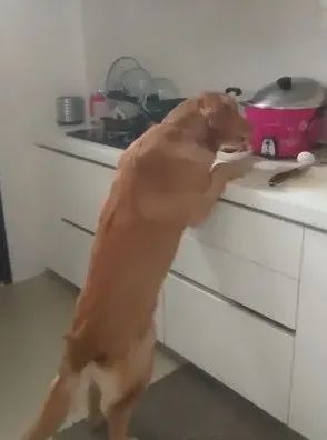 金毛偷吃泡芙肿成猪头，怕事情败露偷偷躲起来装睡…主人被吓哭：别死啊