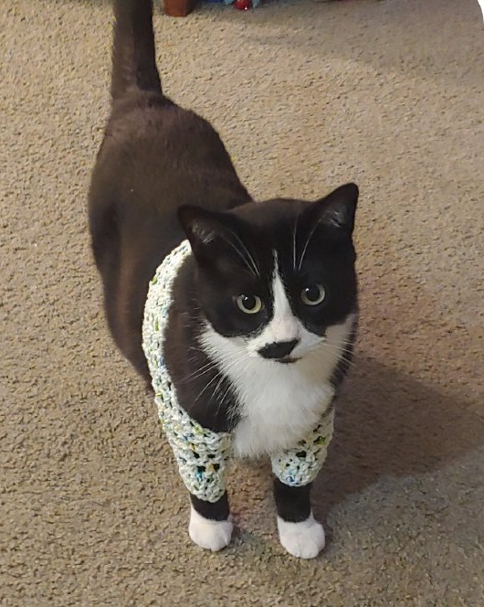 橘猫:我脖子以下全是腿!快来get腿超长的橘猫吧 橘猫:我脖子以下全是腿!快来get腿超长的橘猫吧