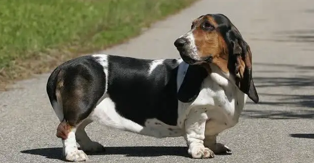 清理巴吉度犬的耳朵,你们都会吗? 清理巴吉度犬的耳朵,你们都会吗?