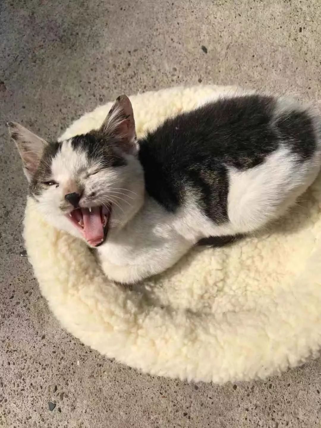 一只小奶猫被人涂满胶水扔到超市门口，最后结局让人暖哭……
