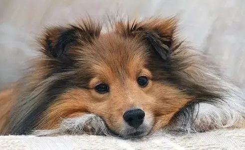 训练喜乐蒂牧羊犬站立心得，可以看一看~