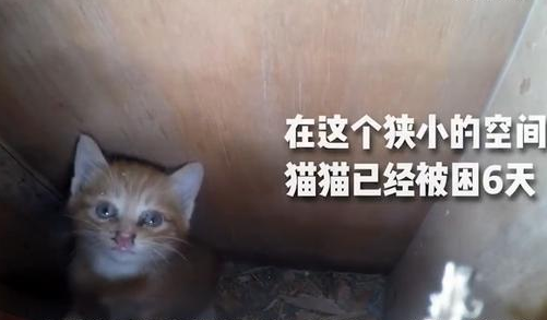 命悬一线！两只流浪猫被困墙中6天，一只已经成为干尸，还有一只…