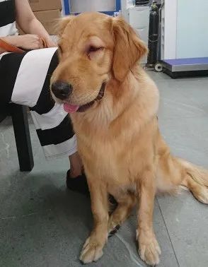金毛偷吃泡芙肿成猪头，怕事情败露偷偷躲起来装睡…主人被吓哭：别死啊
