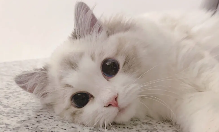 猫尿过的地方,怎么除臭气? 猫尿过的地方,怎么除臭气?