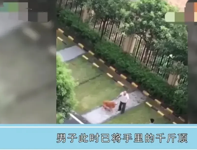 一女子因自家狗被咬死,扬言要一命抵一命 一女子因自家狗被咬死,扬言要一命抵一命