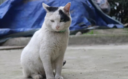 四川大学上百只流浪猫的证件照走红网络，幕后的故事居然这么劲爆！