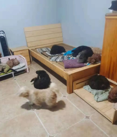 一只小奶猫被人涂满胶水扔到超市门口，最后结局让人暖哭……