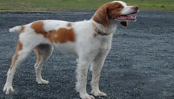 不列塔尼猎犬掉毛怎么办?大家快来学习一下! 不列塔尼猎犬掉毛怎么办?大家快来学习一下!