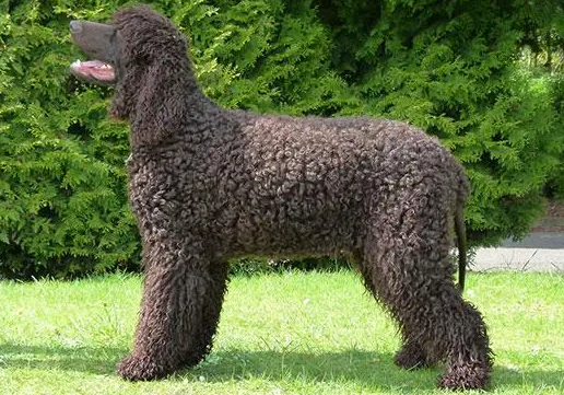 爱尔兰水猎犬大小便的训练方法介绍，快来get！