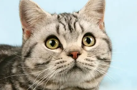 美国硬毛猫喂养手册,铲屎官快来收藏! 美国硬毛猫喂养手册,铲屎官快来收藏!