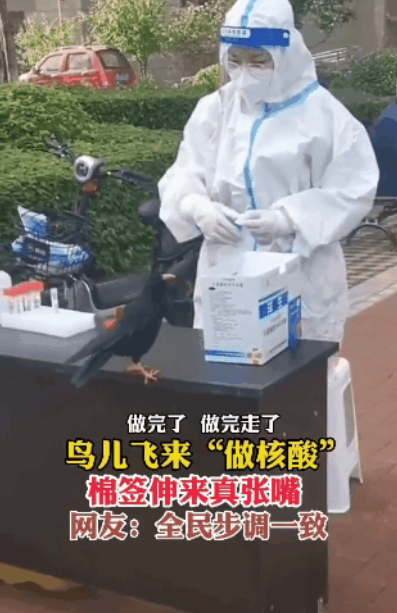 河马张大嘴乖乖做核酸，就为了炫半个西瓜…网友：又骗我养河马哈哈哈！