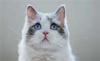 猫一直吐褐色的呕吐物是怎么回事