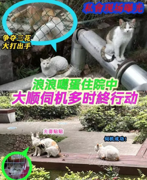 四川大学上百只流浪猫的证件照走红网络，幕后的故事居然这么劲爆！