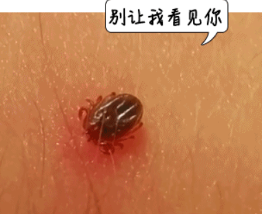 家有小孩宠物必看！2岁男孩被吸5天血！又到这“毒虫”活跃期