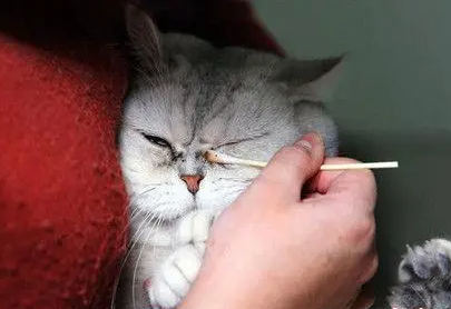 猫眼屎红色分泌物用什么药？