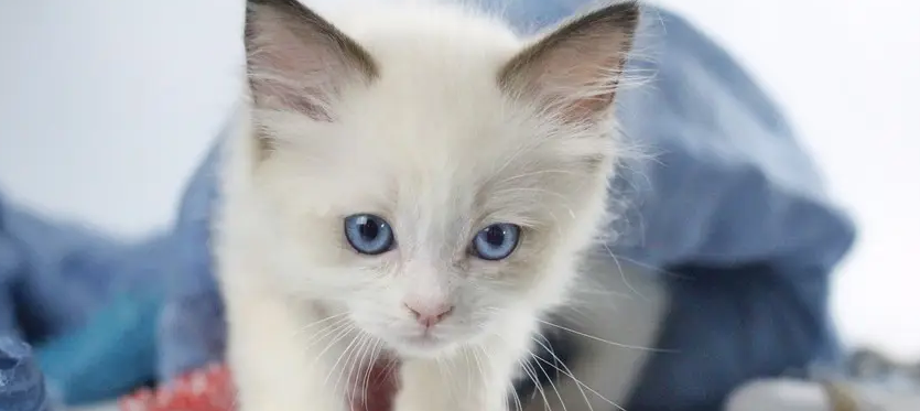 猫咪乳腺炎的症状表现有哪些