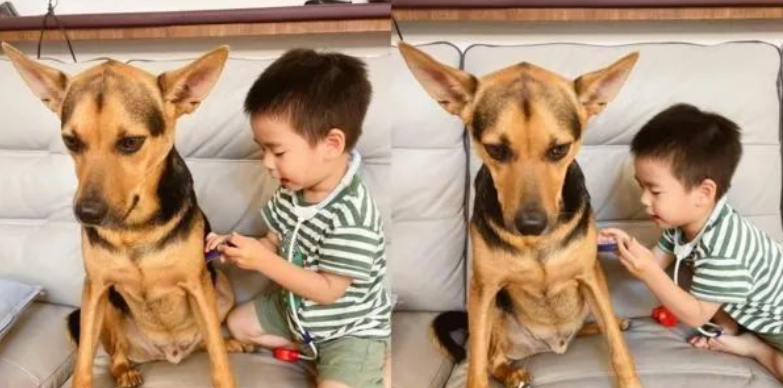爆笑!戏精狗子和小主人玩游戏时听说自己“没救了”瞳孔瞬间放大 爆笑!戏精狗子和小主人玩游戏时听说自己“没救了”瞳孔瞬间放大