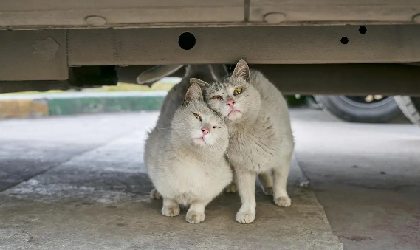 猫咪多大的时候会发情?.png