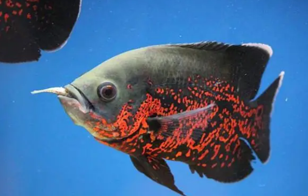 地图鱼的寿命是多久快来看看吧