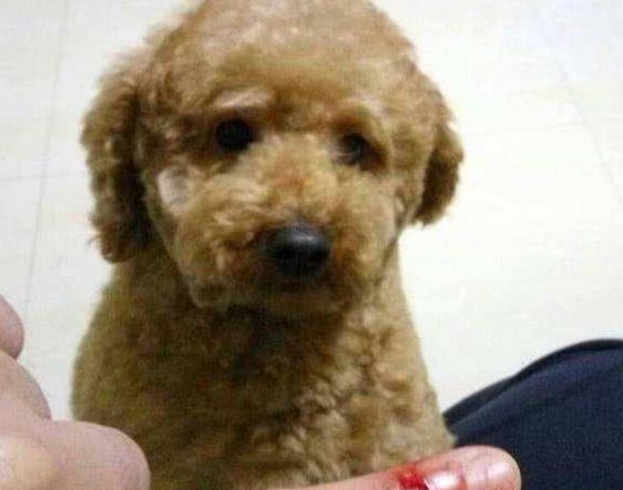这6种狗狗，脾气真的很不好，没事不要惹它.png
