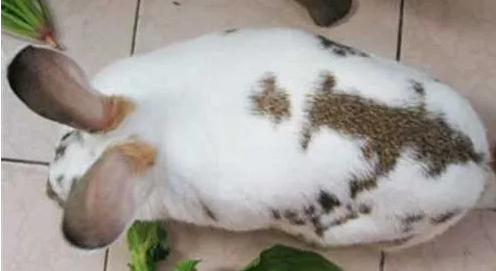 兔子能吃黄瓜吗？来这里看看，你就清楚了！