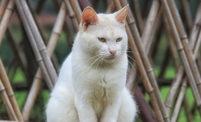 猫咪尾巴竖起来颤动还叫是怎么了