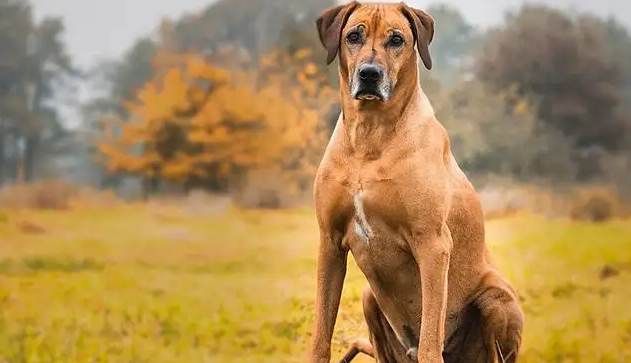罗得西亚脊背犬学跳高，原来如此简单！