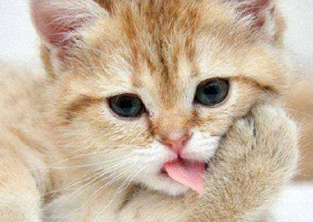 猫咪的牙掉了怎么办.png 猫咪的牙掉了怎么办.png