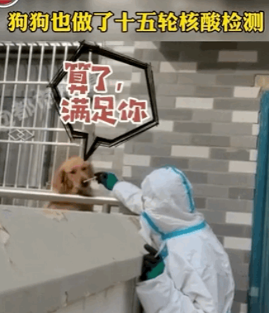 河马张大嘴乖乖做核酸，就为了炫半个西瓜…网友：又骗我养河马哈哈哈！