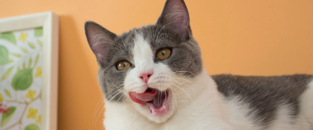 猫咬纸箱子,你们说要不要阻止? 猫咬纸箱子,你们说要不要阻止?