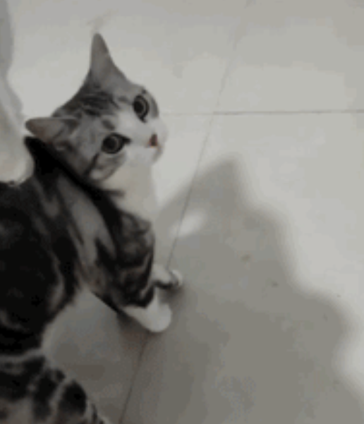 “我在回家路上捡到一只猫，竟是袁爷爷养的猫！”