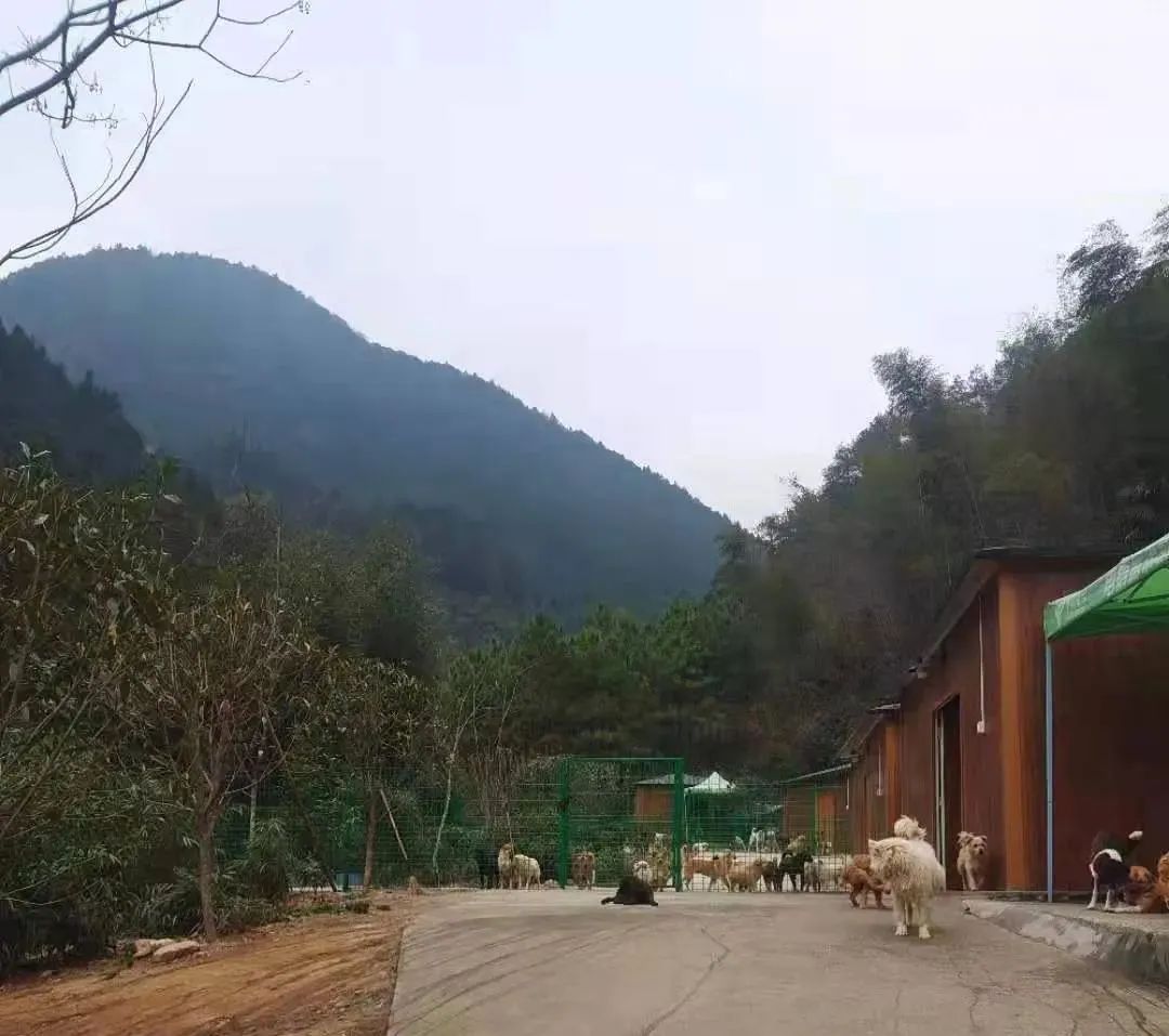 一只小奶猫被人涂满胶水扔到超市门口，最后结局让人暖哭……