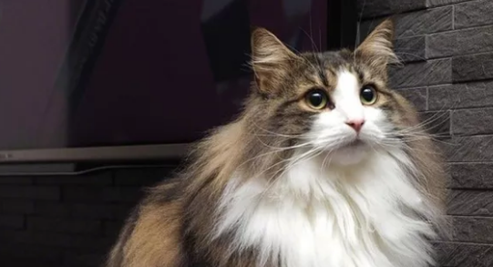 挪威森林猫初次交配需要注意的一些事! 挪威森林猫初次交配需要注意的一些事!
