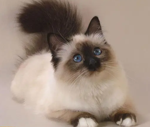 想让喜马拉雅猫不吃死老鼠,你要这样好好教育它! 想让喜马拉雅猫不吃死老鼠,你要这样好好教育它!
