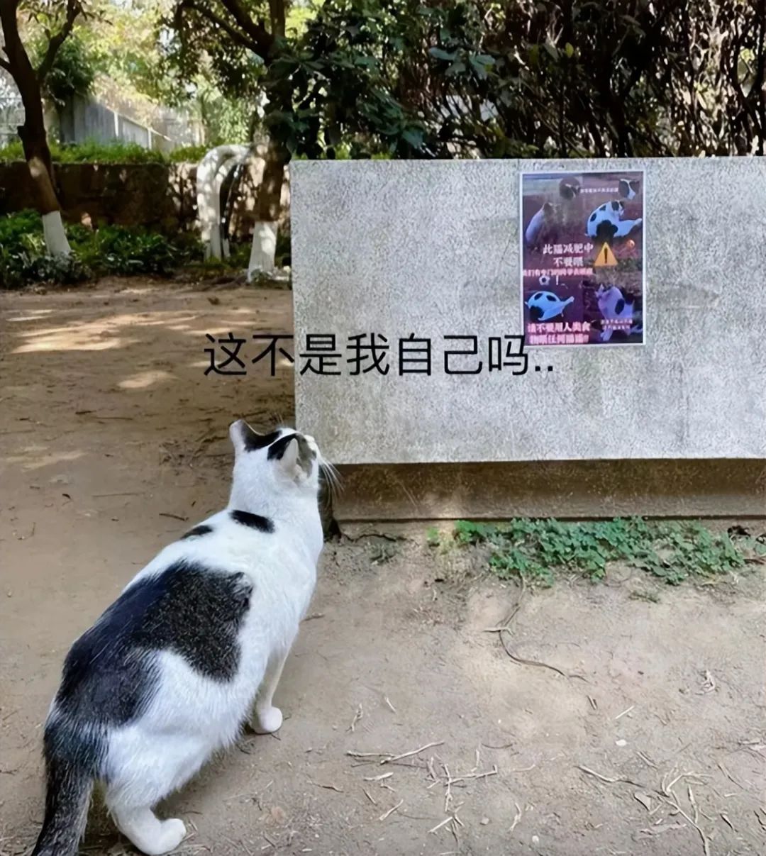 “猫猫减肥,人人有责!”猫协的一张传单让人笑到肚子疼... “猫猫减肥,人人有责!”猫协的一张传单让人笑到肚子疼...