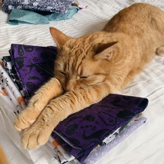 橘猫:我脖子以下全是腿!快来get腿超长的橘猫吧 橘猫:我脖子以下全是腿!快来get腿超长的橘猫吧
