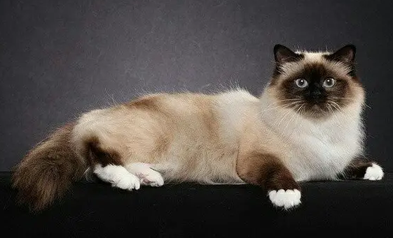 训练伯曼猫睡猫窝要注意这些