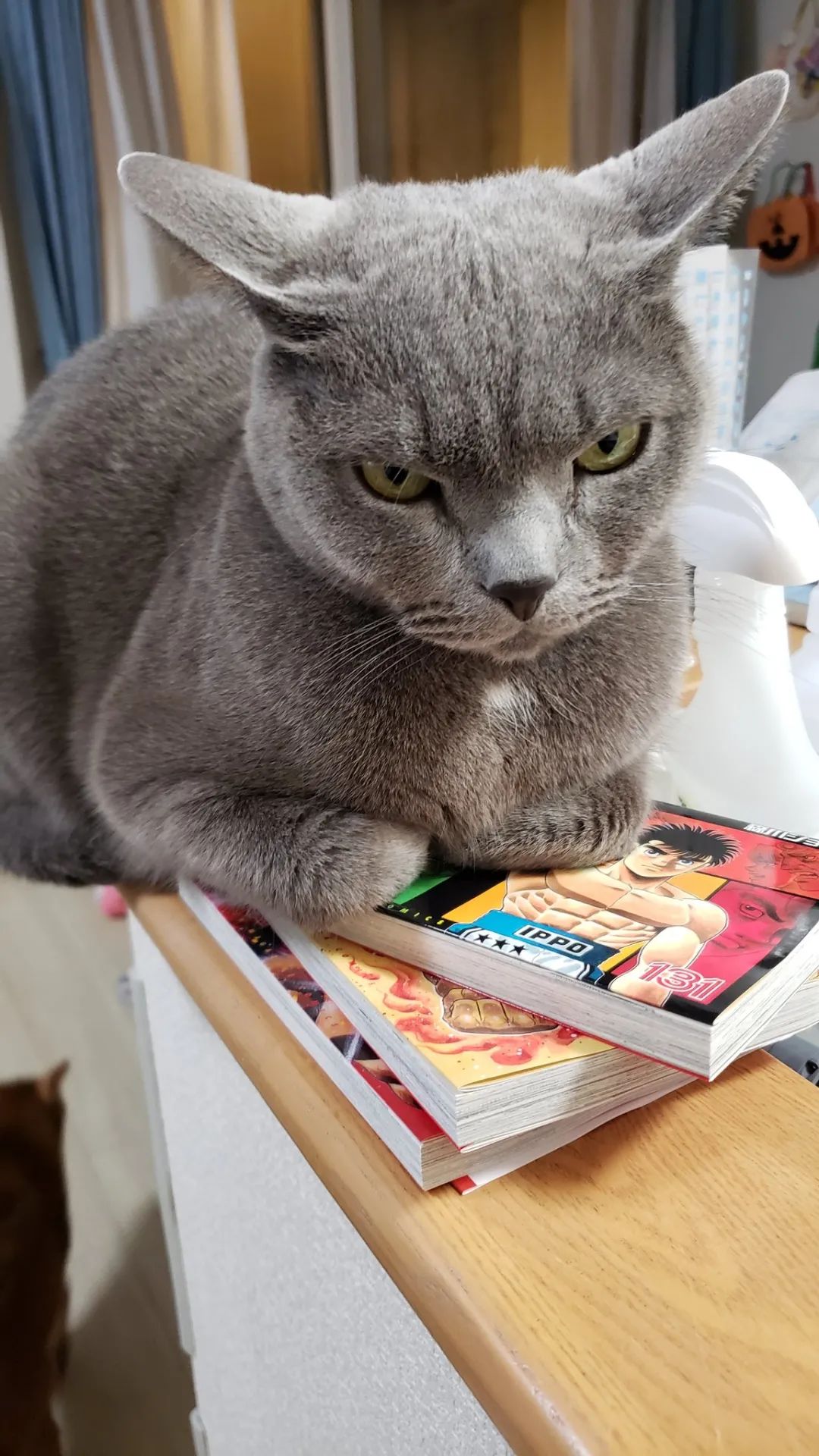 霸气蓝猫身材超好，每天都要秀一秀肌肉：羡慕了吧？