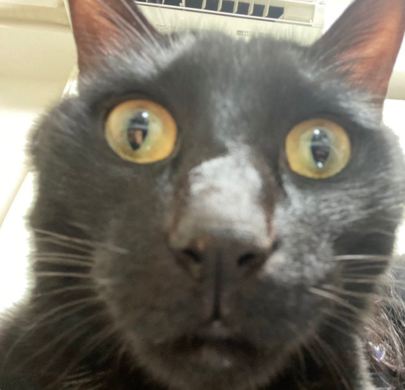 给猫拍了一组照片,猫看后瞪着眼骂了三天... 给猫拍了一组照片,猫看后瞪着眼骂了三天...