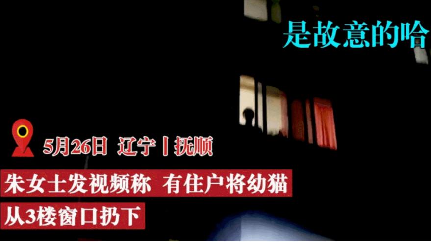 残忍!住户从3楼扔下幼猫称:“我家猫多,扔下去一只咋的!” 残忍!住户从3楼扔下幼猫称:“我家猫多,扔下去一只咋的!”