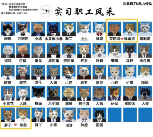 四川大学上百只流浪猫的证件照走红网络，幕后的故事居然这么劲爆！